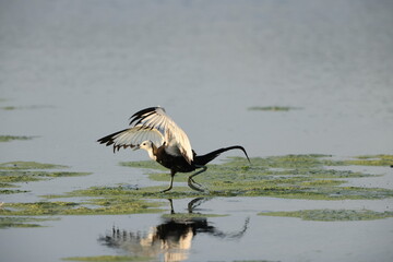 Pheasant-tailed jacana (Hydrophasianus chirurgus) in Japan