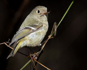 Ruby-crowned Kinglet