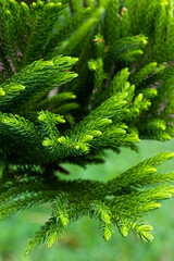 Green Norfolk Island pine, Araucaria heterophylla in forest