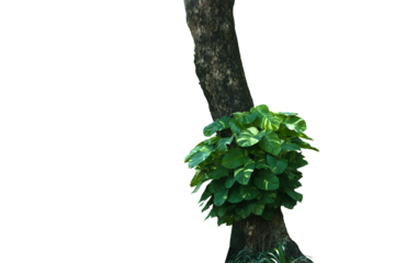 Isolated image of a plant growing in the middle of a tree trunk on a png file at transparent background.