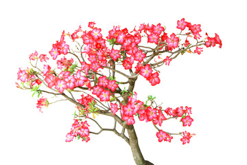 Isolated image of many red flowering adeniums on png file at transparent background.