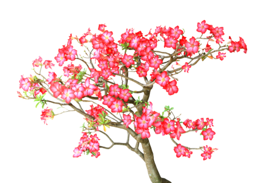 Isolated image of many red flowering adeniums on png file at transparent background.