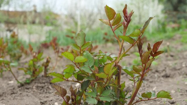 Rose bush care in bed garden. New leaves receive sunlight at spring time. Cultivation of roses concept. Dry soil, garden maintenance