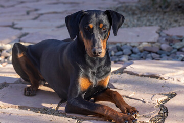 Eight month old Doberman puppy on a flastone patio in Arizona