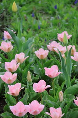 チューリップ畑