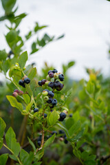 ブルーベリー農園でブルーベリー狩り