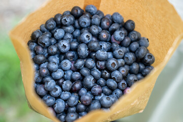 ブルーベリー狩りの収穫