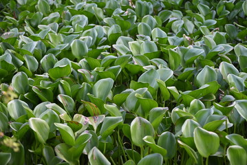 Pontederia crassipes, formerly Eichornia crassipes, commonly known as common water hyacinth is an aquatic plant 
