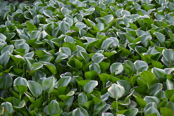 Obraz premium Pontederia crassipes, formerly Eichhornia crassipes, commonly known as common water hyacinth is an aquatic plant 