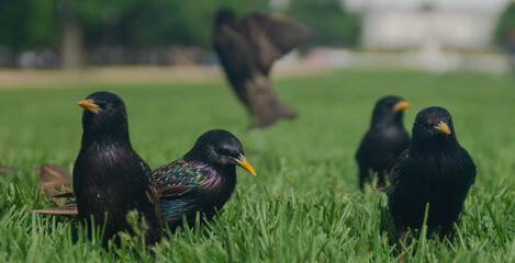 ducks on the grass