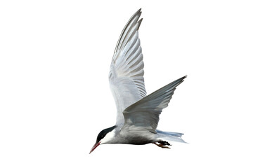 Beautiful flying seagull isolated on transparent background png file