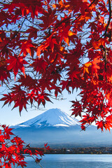 紅葉 autumn leaves foliage