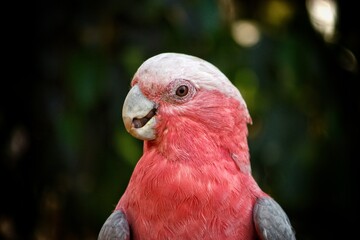 Rose Breasted Cockatoo, most commonly known as Galah. It’s one of the most unique, widespread and popular parrots in the large and diverse cockatoo family.