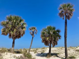 Papier Peint photo autocollant Clearwater Beach, Floride palm trees on the beach
