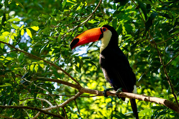 Close-up of Wild Toco Toucan near Iguazu Falls in Brazil