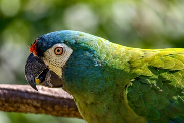 Close-up of Blue-green parrot near Iguazu Falls in Brazil