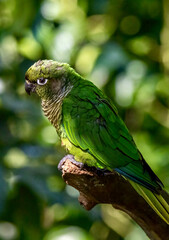 Close-up of colorful parrot near Iguazu Falls in Brazil