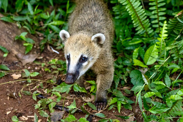 Fototapeta premium South American coati near Iguazu Falls in Brazil