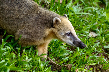 South American coati near Iguazu Falls in Brazil