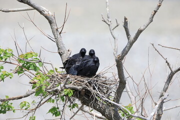 Carrion crow (Corvus corone orientalis) nesting in Japan - obrazy, fototapety, plakaty