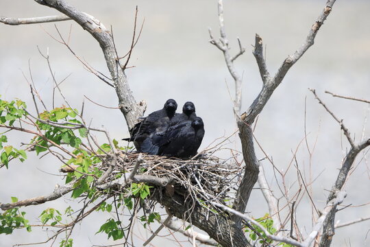 Carrion crow (Corvus corone orientalis) nesting in Japan