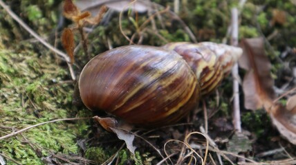 Lissachatina fulica is a land snail belonging to the Achatinidae tribe