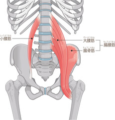 腸腰筋、骨盤周辺の筋肉、大腰筋、小腰筋、腸骨筋のタグ