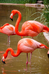 pink flamingo in the zoo