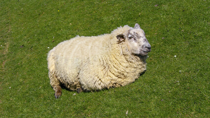 Obraz premium sheep in a meadow