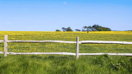 Fototapeta premium fence and field