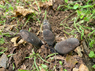 Dead Man's fingers Mushroom Fungus Xylaria polymorpha