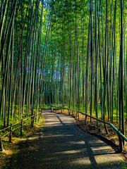 【日本】京都の嵐山の竹林の歩道
