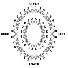歯科診療記録（カルテ）用　楕円形に並んだシンプルな歯の図