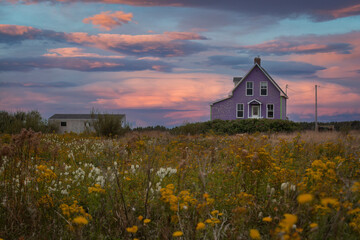 Beautiful purple house in a yellow field full of flowers during sunset hour. - 615991413
