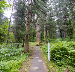 Obraz premium 出羽三山神社（羽黒山）「爺杉」 in 山形県鶴岡市