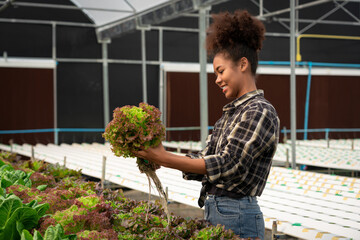 African american women examining quality and growth of salad vegetable in hydroponics greenhouse