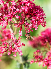 Jolie fleur rose en gros plan avec abeille.