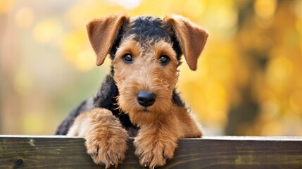 Airedale Terrier Dog - Portraits of AKC Approved Canine Series 