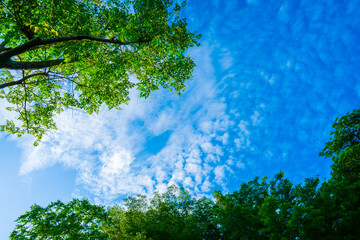 clouds and blue sunny sky,  white clouds over blue sky, Aerial view,  nature blue sky white cleat weather.