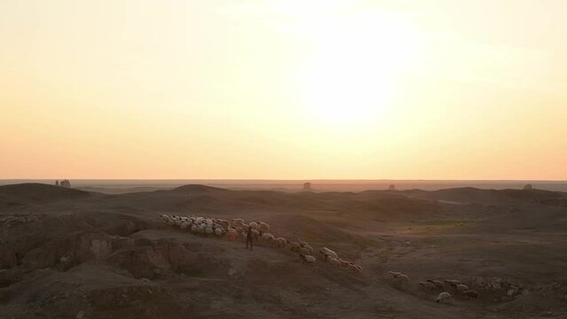 Shepherd with flock of sheep at sunset in Hatra Ruins region, Iraq. Sky for copy space