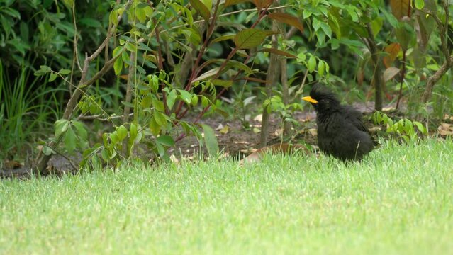 Great Myna or White-vented Myna Foraging in Grassy Meadow, Alerted Looking Around