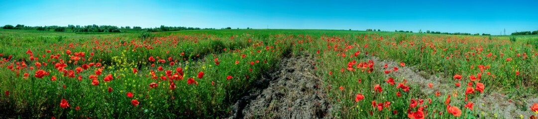 Obraz na płótnie Canvas Panorama of a poppy field in the countryside in summer near the highway