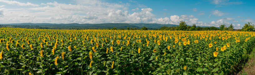 Fototapeta premium Sunflower field in the afternoon. Panorama of beautiful nature landscape. Farm field idyllic scene