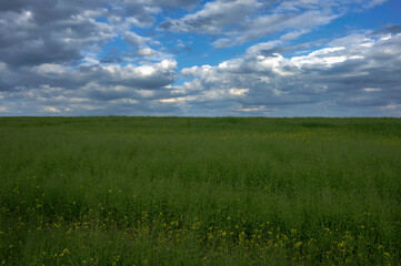 Bright blooming canola field, yellow flowers and green stalks against the evening sky. HDR style.