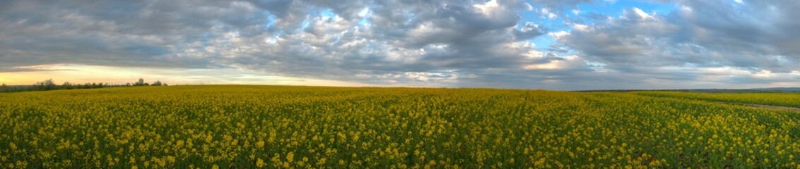 Fototapeta premium Evening view of summer rapeseed yellow field after rain, cloudy sky before sunset with panoramic view of rural hills. Natural seasonal, weather, climate.Стиль HDR.