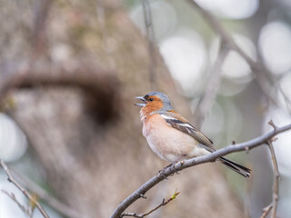 Common chaffinch, Fringilla coelebs, sits on a tree. Common chaffinch in wildlife.