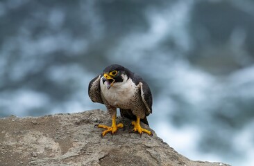 Magnificent male peregrine falcon perched up close on a rock over the Pacific ocean in Los Angeles