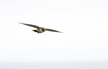 Peregrine falcon in flight at full speed and up close near San Pedro, California