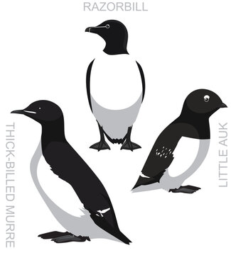 Cute Bird Razorbill Little Auk Murre Set Cartoon Vector
