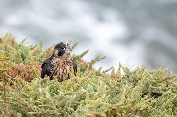 Beautiful and cute juvenile peregrine falcon perched amidst grass and plants with eyes wide open and looking super cute with down feathers